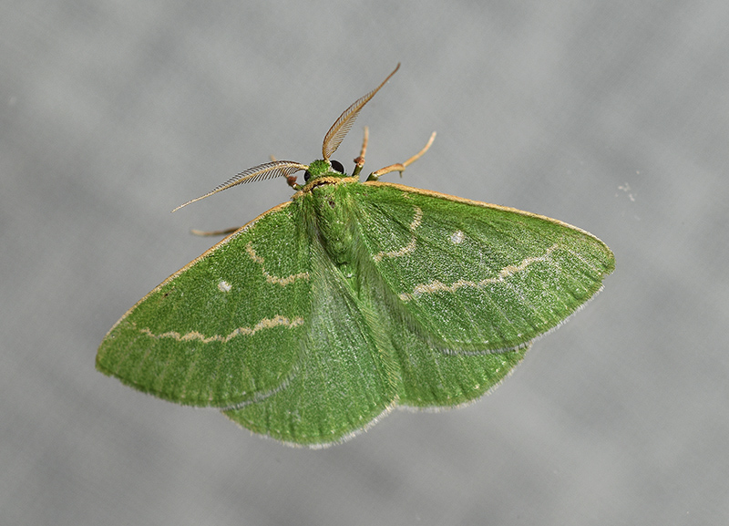 Thetidia (Antonechloris) smaragdaria, Geometridae